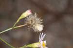 Perennial saltmarsh aster